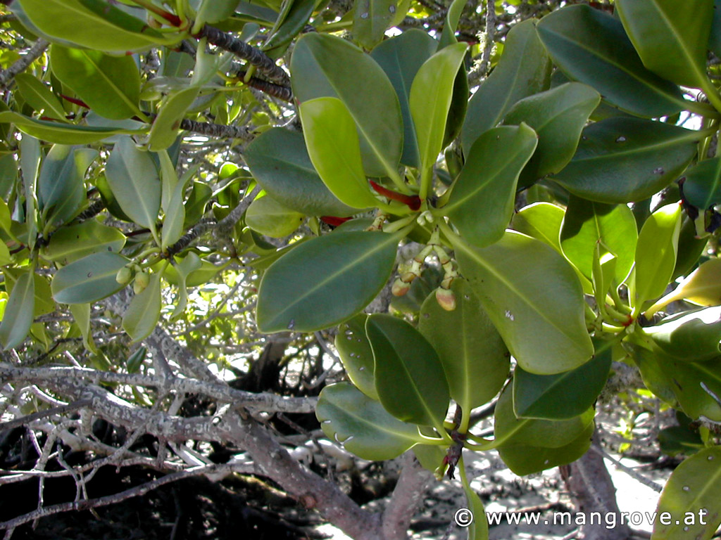 Rhizophora stylosa flowers